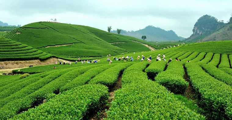 Tea hill in Moc Chau plateau