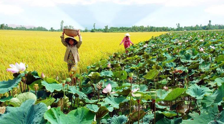 Thap Muoi lotus in Dong Thap